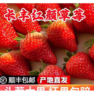 红颜草莓红颜丑草莓畸形果超大草莓多倍体扁果礼盒装顺丰