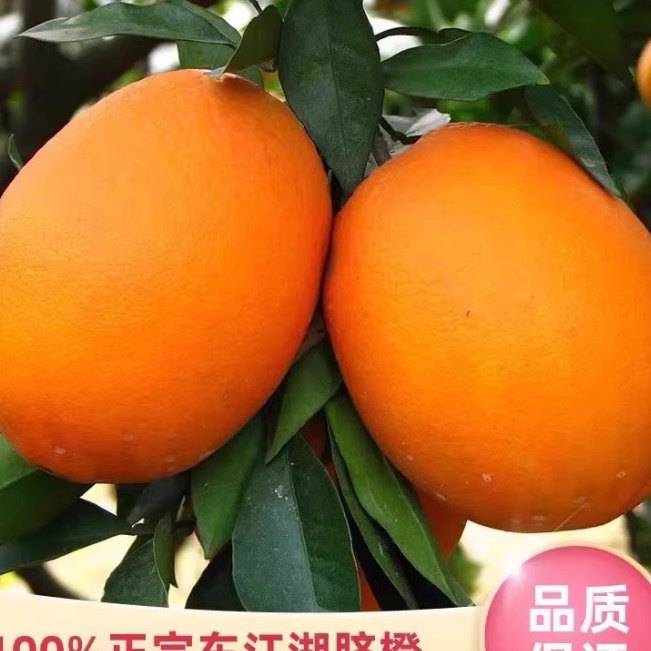 湖南郴州资兴东江湖特产橙子时令水果脐橙现摘现发新鲜20斤包邮