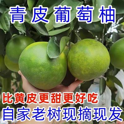福建青皮葡萄柚爆汁现摘新鲜柚子孕妇水果甜西柚当季平和黄金蜜柚