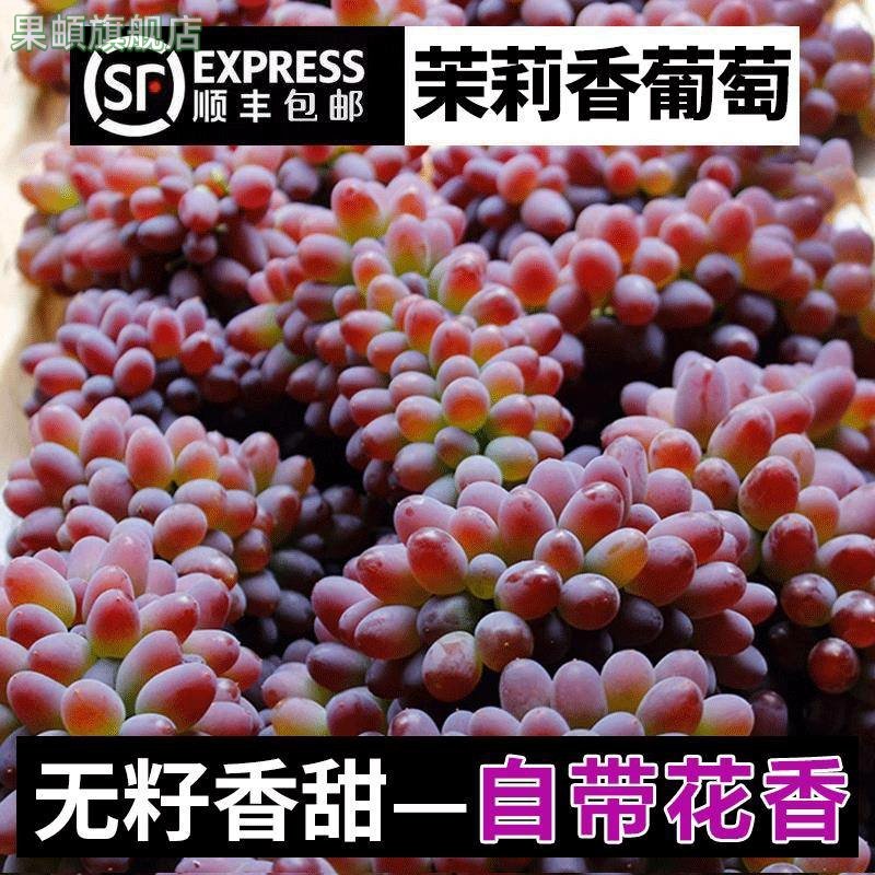 顺丰包邮现摘云南茉莉香葡萄无籽新鲜水果郁金香葡萄应季甜提子