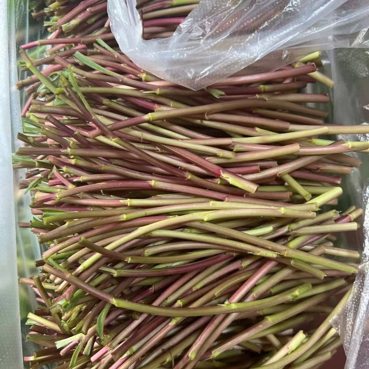 2026年新鲜采摘藜蒿泥蒿芦蒿湖北特产当季野菜蔬菜