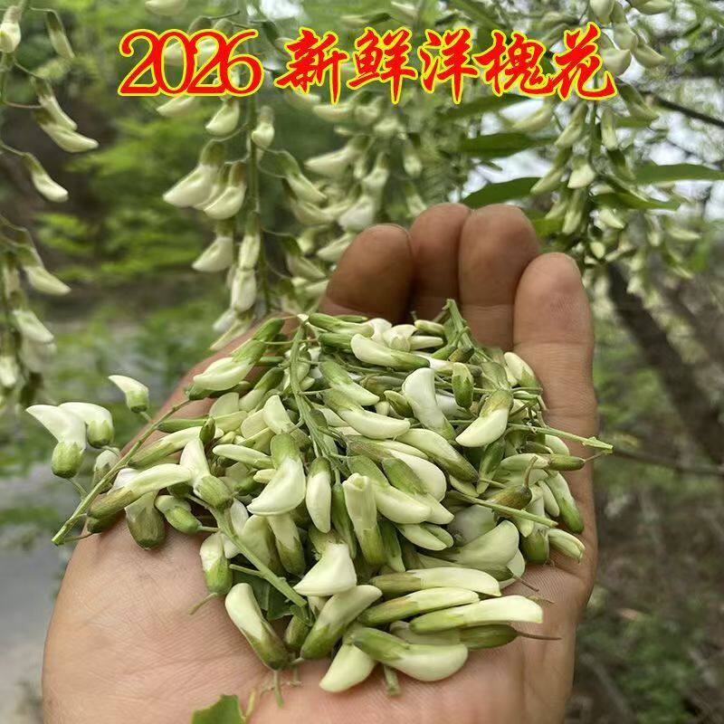 2026新鲜洋槐花精选新货秦岭野生洋槐花野菜花骨朵加冰刺槐花净重