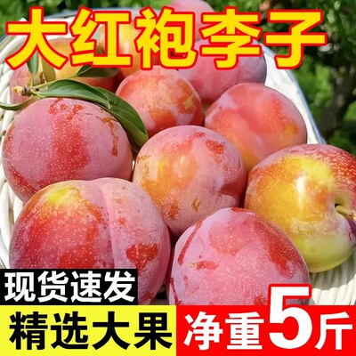 东北正宗大红袍李子甜脆黄心当季孕妇水果脱骨干核大李子5斤