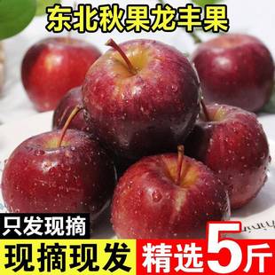 东北特产龙丰果大秋果孕妇应季小苹果新鲜当季5斤整箱包邮非沙果