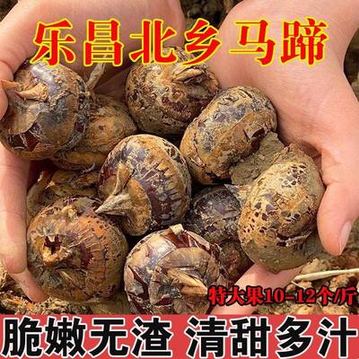 正宗乐昌北乡马蹄荸荠地梨现挖应季即食新鲜水果蔬菜包邮