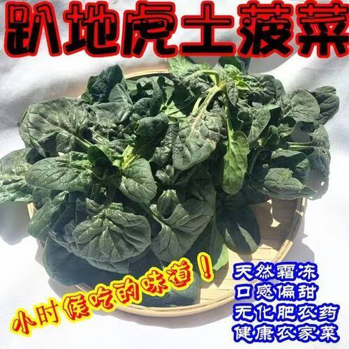 河南矮脚红根趴地菠菜露天厚叶新鲜现挖农家种植蔬菜批发火锅食材