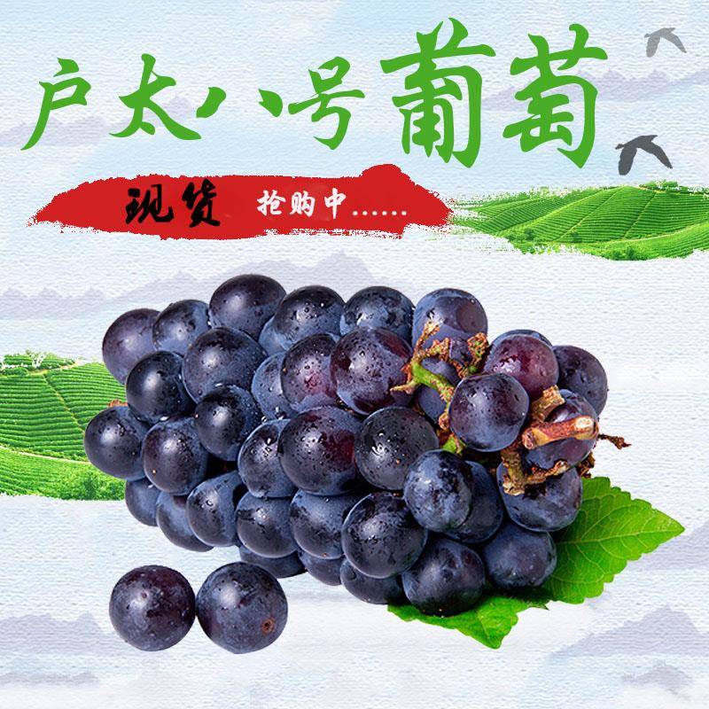 当季水果新鲜现摘陕西户太八8号葡萄孕妇小孩水果无籽2/3斤4斤5斤