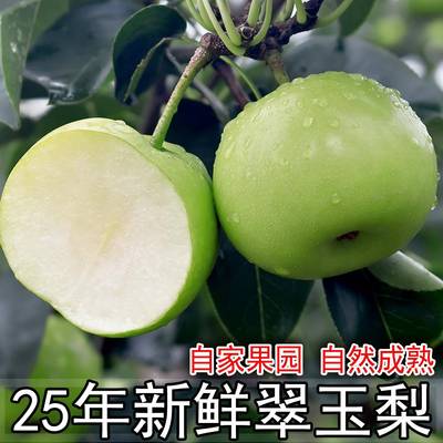 湖北翠冠梨新鲜翠玉梨苏翠一号梨子酥脆青皮梨子当季襄阳现摘水果