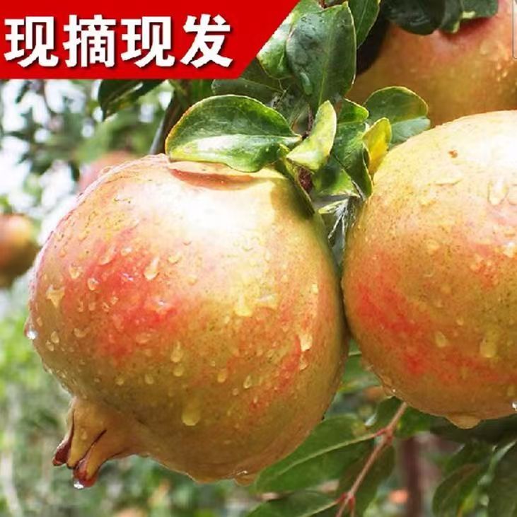 山东枣庄石榴园特产酸甜石榴泡酒专用红玛瑙鸽血黑籽石榴孕妇水果