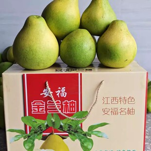 正宗安福金兰柚蚕子井冈蜜柚新鲜水果包邮小柚子江西名柚冰糖柚