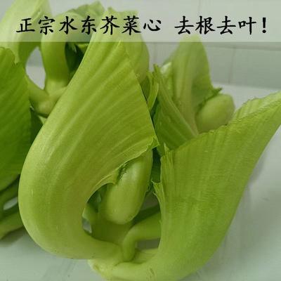 电白正宗精品广东新鲜水东芥菜胆秋冬时令蔬菜营养青菜营养特色