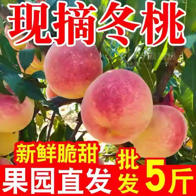 正宗云南冬桃新鲜应季水果脆甜5斤特大丑桃子现摘产地直发整箱
