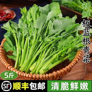 新鲜板蓝根青菜5斤当季露天嫩油菜苔农家自种蔬菜青菜叶整箱3包邮