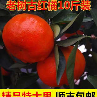 正宗红桔大红袍橘子产新鲜整箱10包邮可做陈皮原料川红产自万州