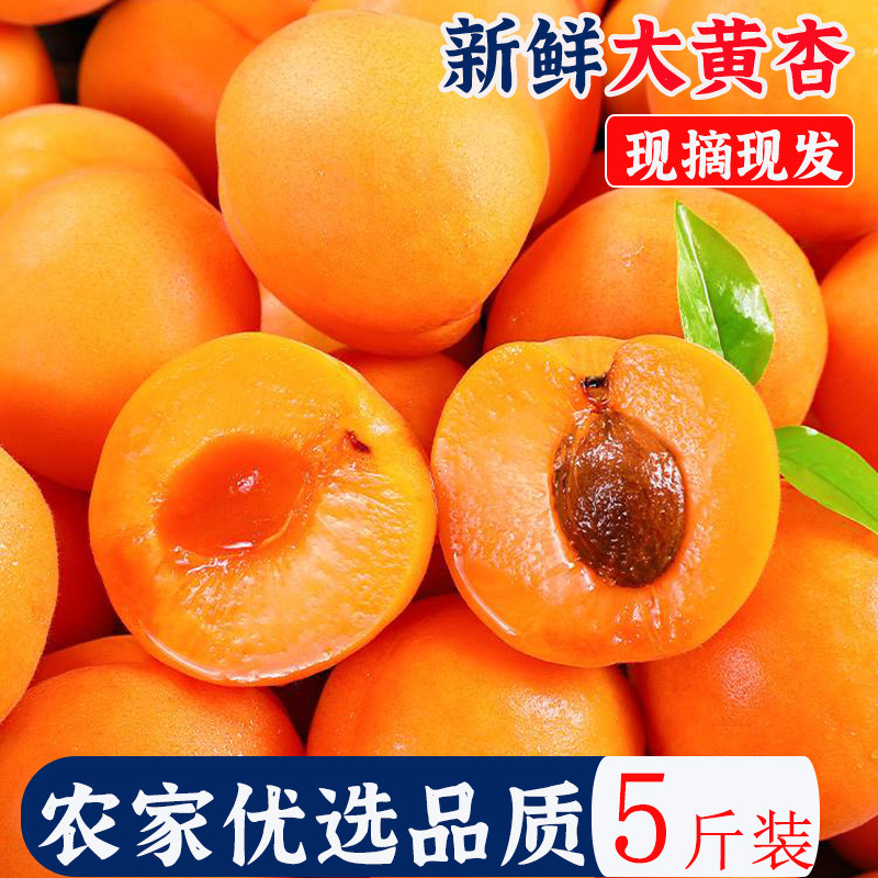 现摘头茬陕西大黄杏新鲜水果当季特大巨蜜金太阳杏子酸甜杏子整箱