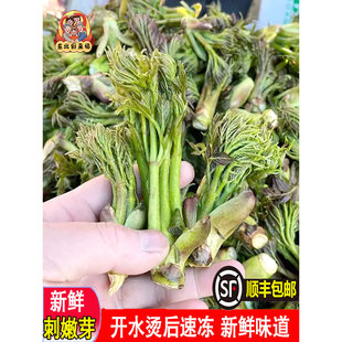东北山野菜刺嫩芽新鲜速冻现摘野生刺老芽蘸酱菜500克快递包邮