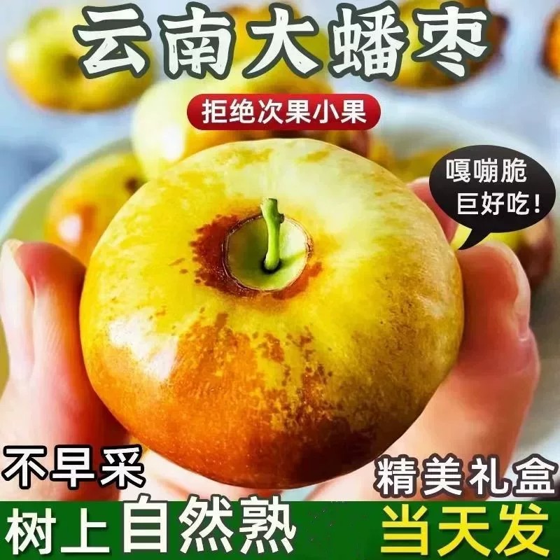 云南高原蟠枣新鲜现摘水果孕妇水果酥脆甜非冬枣当季水果整箱包邮
