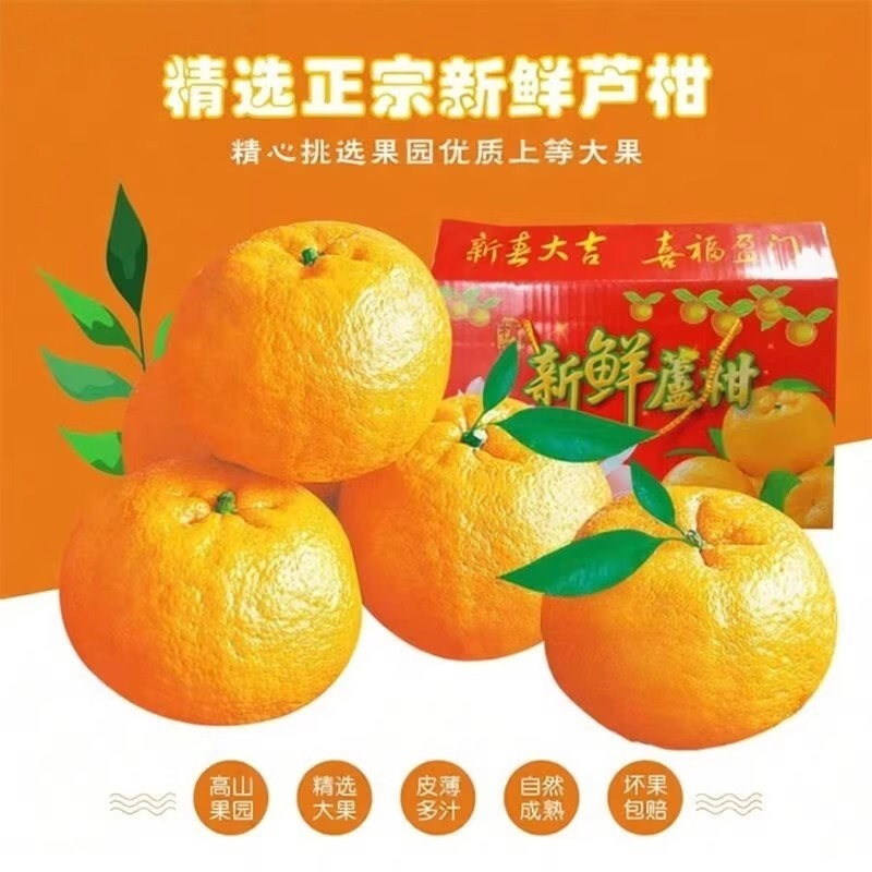 正宗芦柑超甜当季孕妇水果蜜橘桔子新鲜应季碰柑产自福建永春