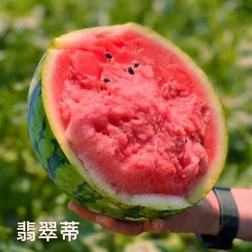新货正宗海南翡翠蒂黑籽西瓜脆甜多汁新鲜当季水果麒麟瓜8424红壤