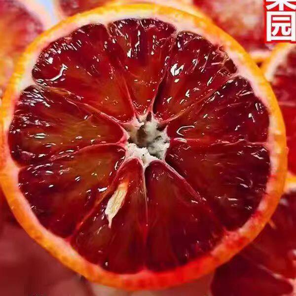 新鲜现摘重庆长寿湖血脐塔罗科玫瑰血橙子当季水果红心雪礼盒