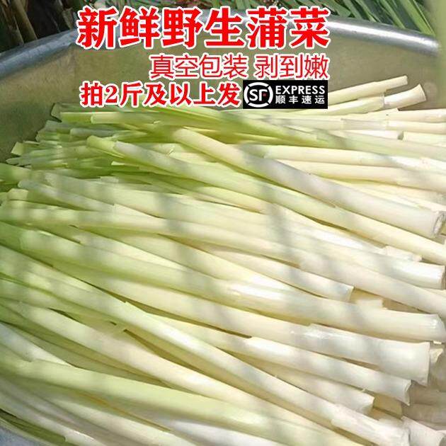 2026净蒲菜鲜嫩野菜茭白淮安产新鲜蔬菜蒲笋蒲儿菜水生竹笋酒店