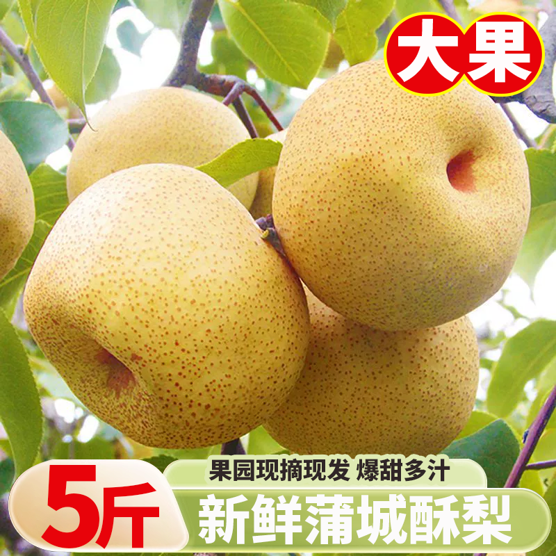 梨子正宗酥梨新鲜现摘薄皮酥梨脆甜多汁应季水果产地蒲城包邮整箱