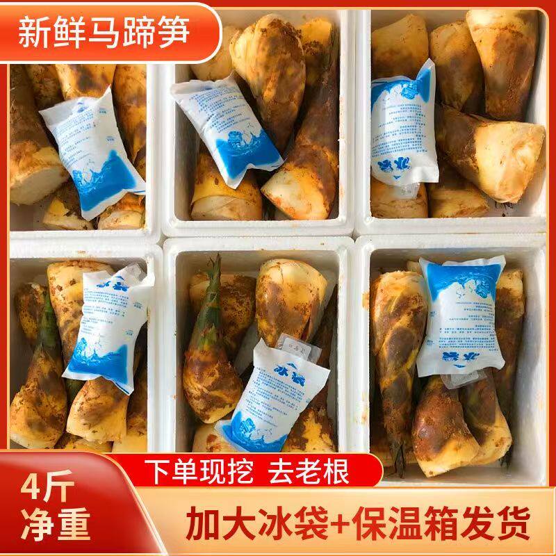 现挖新鲜马蹄笋绿竹笋鲜笋春夏笋野生带壳鲜笋脆嫩笋甜笋当季蔬菜