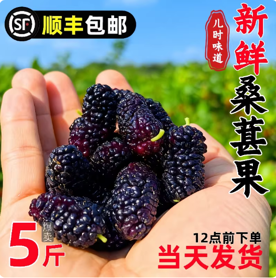 冷冻桑葚果【顺丰多地次日达】桑椹现摘泡酒酵素无沙露天种植泡酒