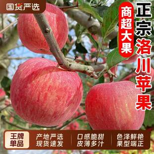 红运道正宗洛川苹果商超红富士脆甜一级大果当季延安特产水果新鲜