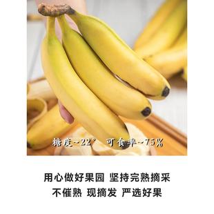 【顺丰包邮】海南海口老树巴西香蕉当季新鲜水果软糯现摘礼盒装