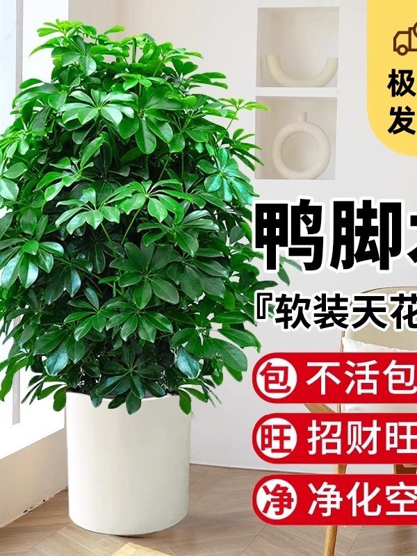 鸭脚木盆栽绿植客厅大型八方来财鸭掌木花卉室内七叶莲鹅掌柴植物