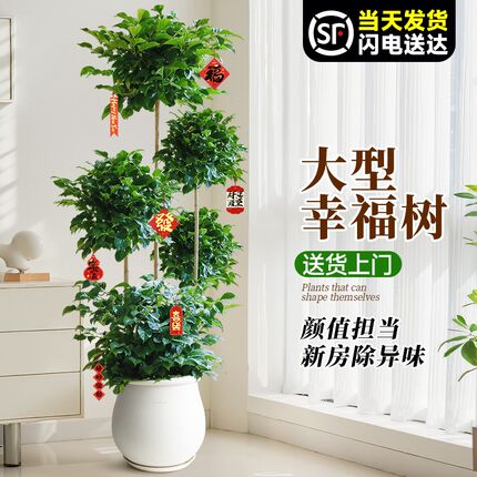 大型幸福树盆栽绿植室内多层造型植物客厅办公室大号真树盆景花卉