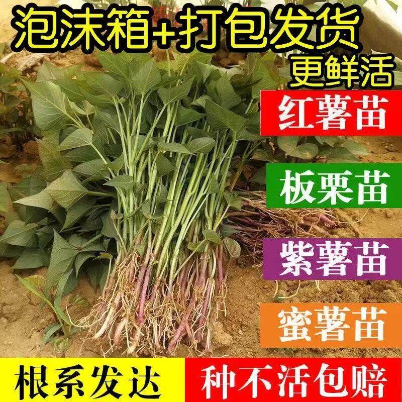 红薯秧苗山东蜜薯苗红薯苗西瓜红署苗紫薯苗板栗薯苗哈密署苗地瓜
