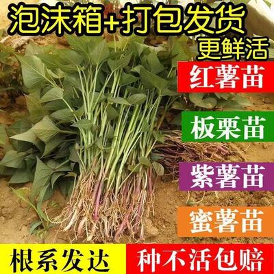 地瓜苗蜜薯苗西瓜红紫薯苗哈蜜薯