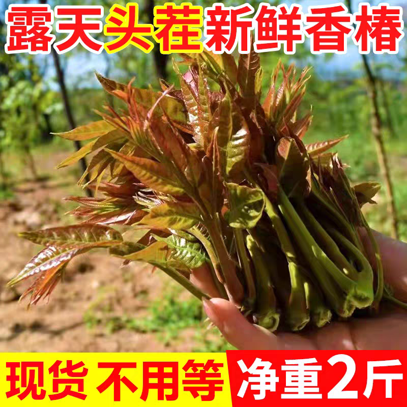 头茬新鲜红油香椿芽露天野生春芽菜当季农家蔬菜香椿菜现摘现发