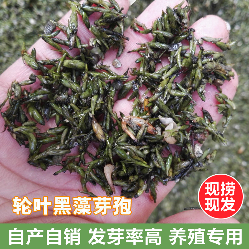 水草成草 轮叶黑藻芽孢伊乐藻四季矮生苦草养殖草鱼虾蟹净化水质