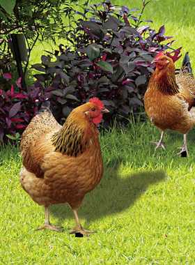 YKLU090立体仿真母鸡庭院地插yard art花园户外装饰镜面插件