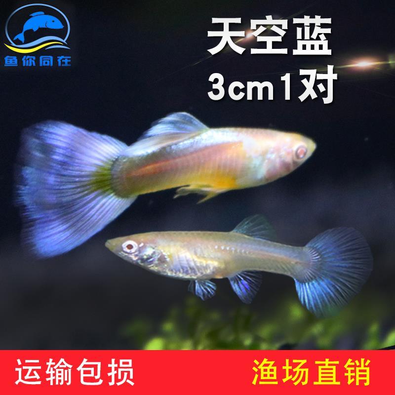 天空蓝礼服观赏鱼孔雀鱼活体凤尾淡水宠物纯种小型热带鱼胎生鱼
