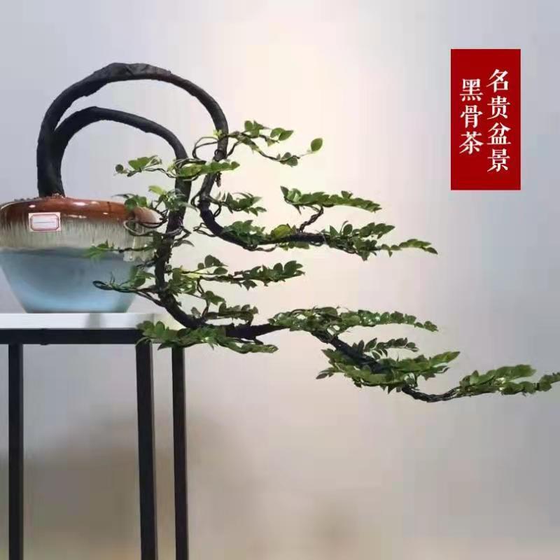 名贵小叶紫檀盆栽老桩绿植客厅室内阳台四季常青植物容易养活耐寒