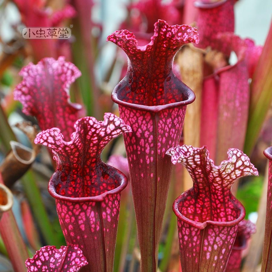 斯蒂文斯瓶子草小虫草堂食虫植物盆栽捕蝇草猪笼草红喉摩尔白瓶史