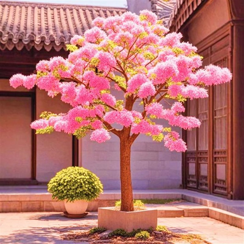 庭院耐寒多彩风铃球花期长盆栽地栽花卉植物名贵风景树南北方好养