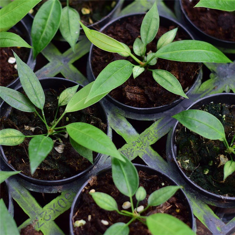 豌豆荚/维塔领带花烛 原种观叶热植稀有雨林植物室内盆栽浇浇植物