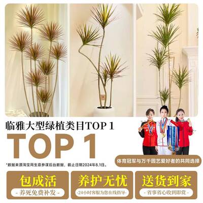 千年客F98J67S8厅绿室植大型植龙物盆栽造景木内好养七彩铁血树落