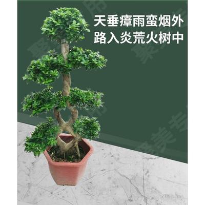 大型小叶榕树盆景S造型8字型绿植盆栽室内庭院气根植物老桩花卉