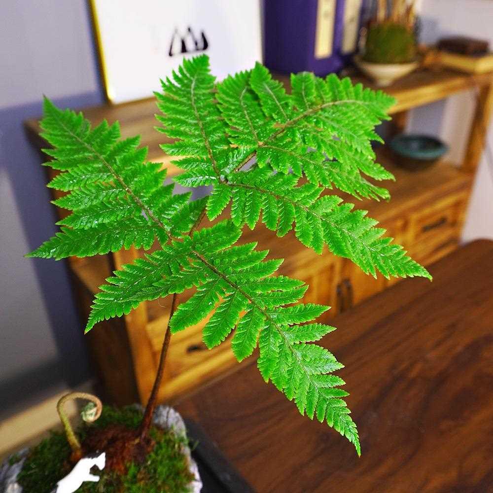 吸水石绿植假山微景观盆景盆栽室内好养水培办公桌面造型蕨类植物