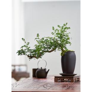 清香木胡椒木老桩造型庭院盆景室内盆栽植物四季好养活办公室绿植