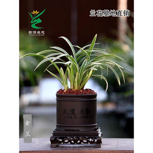 【团购】喜花里【金兰】四季建兰金边矮种浓香 好养绿植花卉盆栽