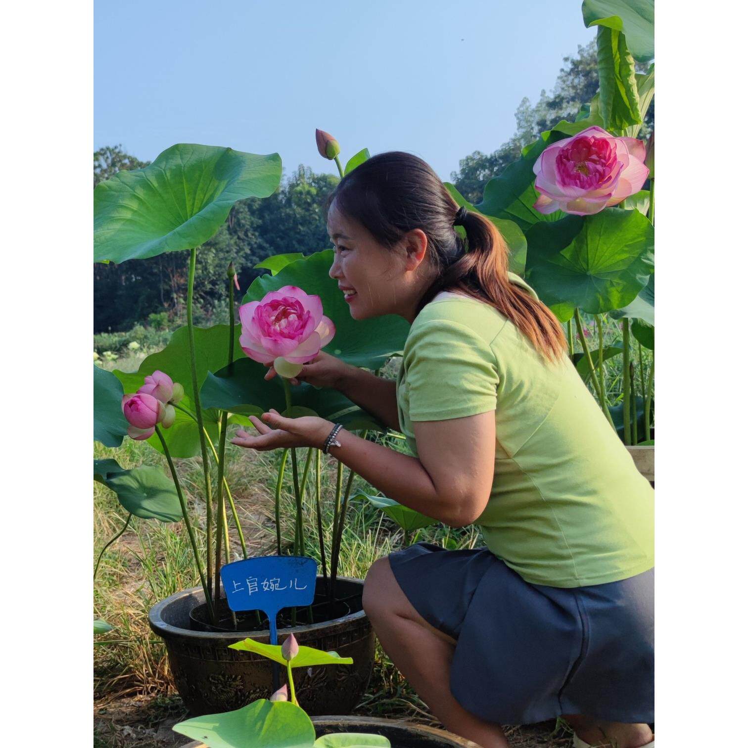 上官婉儿大型观赏荷花碗莲种藕苗子盆栽荷花种苗阳台庭院鱼池睡莲