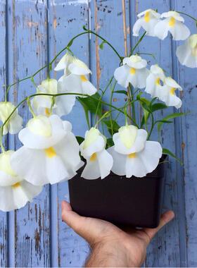 高山狸藻-Utricularia alpina（兰花狸藻组-树附生）