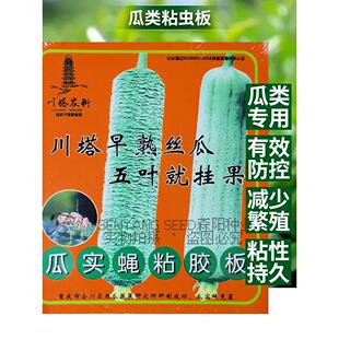 川塔瓜实蝇粘胶板丝瓜苦瓜专用实蝇针蜂粘虫黄板英格尔诱捕信息素